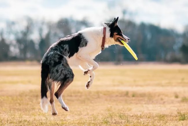 Dogecoin Soars 62% This Week Could Higher Gains Follow?